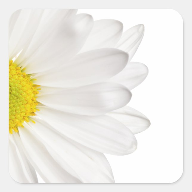 White Daisy Flower Background Customized Daisies Square Sticker (Front)
