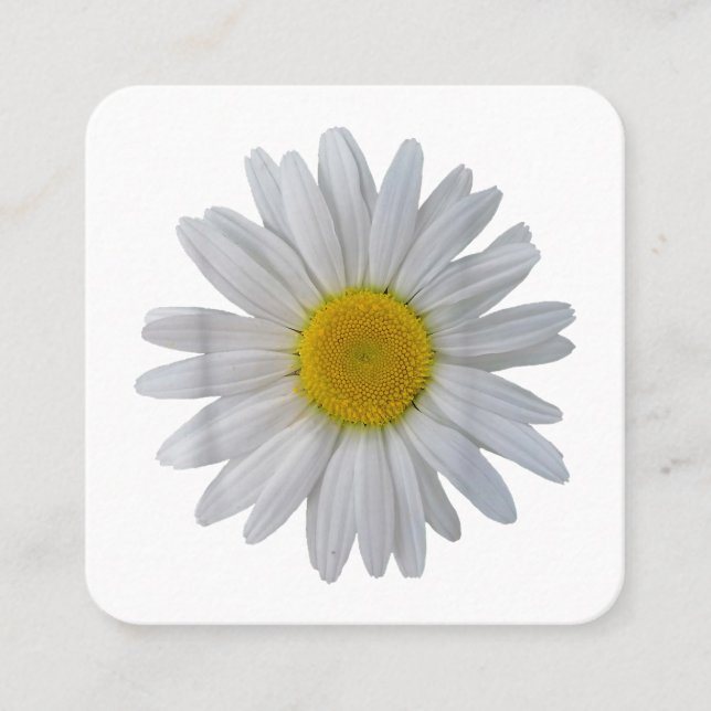 White daisy flower, blooming daisy, blooms, flower square business card (Front)