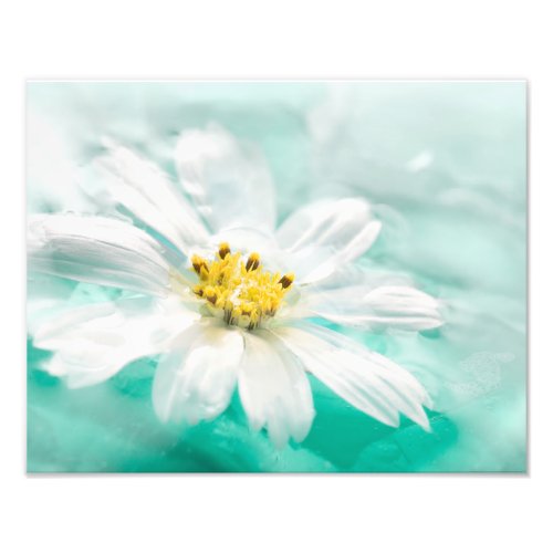 White Daisy Flower Blue Water Pond Aqua Turquoise Photo Print