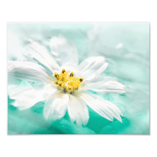 White Daisy Flower Blue Water Pond Aqua Turquoise Photo Print (Front)