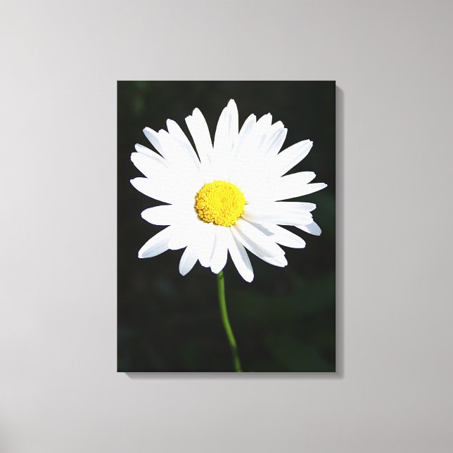 White Daisy Flower Canvas Print (Front)