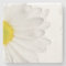 White Daisy Flower Floral Daisies Flowers