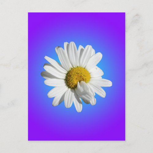 White Daisy Flower Floral Purple Blue Gradient Postcard