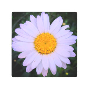 White Daisy Flower Metal Wall Art