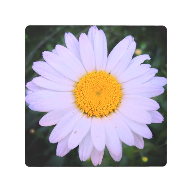 White Daisy Flower Metal Wall Art (Front)