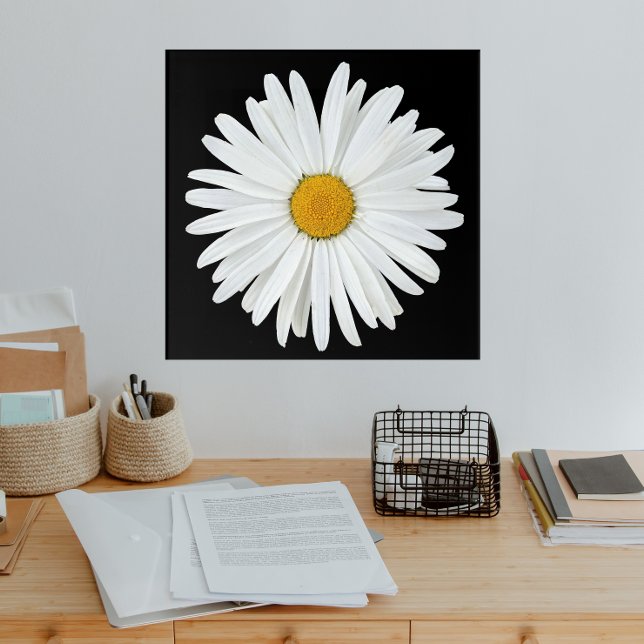 White Daisy Flower on Black Floral Acrylic Print (In Situ)