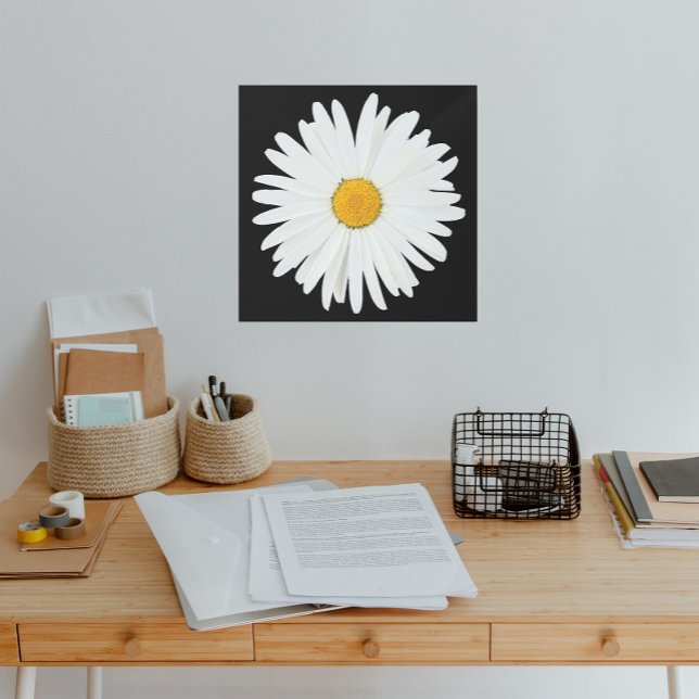 White Daisy Flower on Black Floral Metal Print (In Situ)
