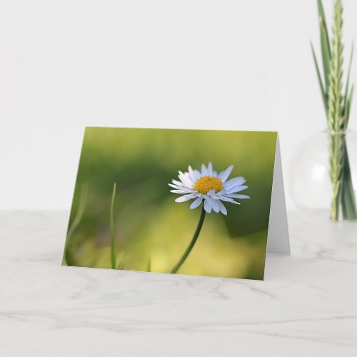 White Daisy flower photo all occasions Card