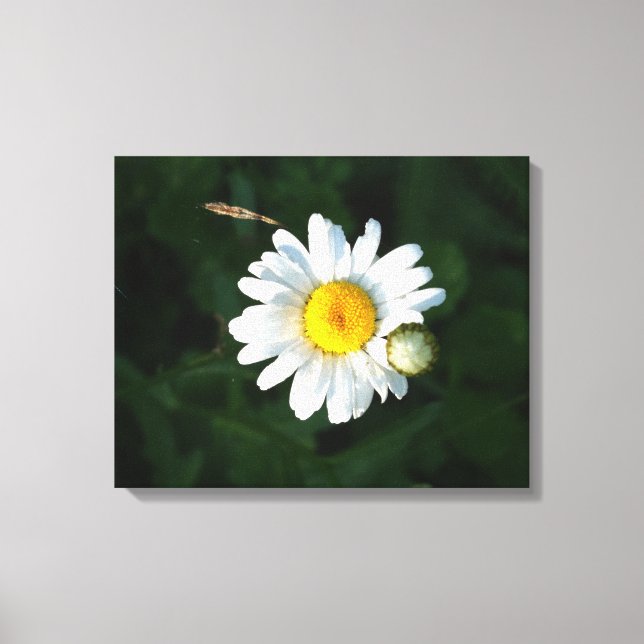 White Daisy Flower Photo Wrapped canvas Print (Front)