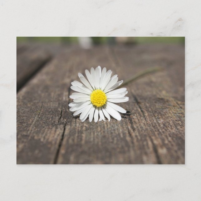 White Daisy Flower Postcard (Front)