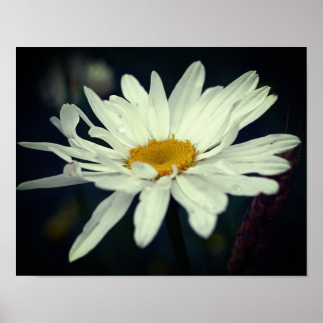 White Daisy Flower  Poster (Front)