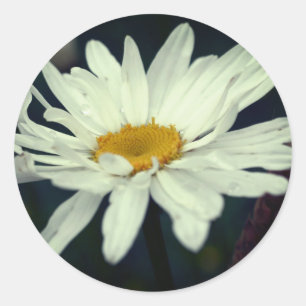 White Daisy Flower Raindrops Classic Round Sticker