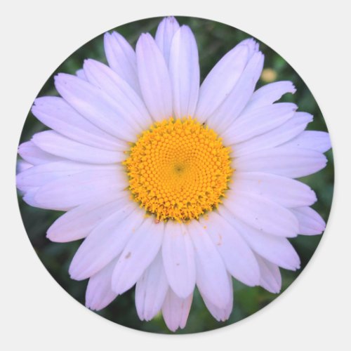 White Daisy Flower Round Sticker