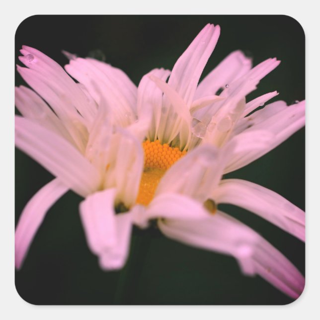 White Daisy Flower  Square Sticker (Front)