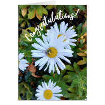 White Daisy Flower with a Bee Congratulations Card
