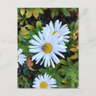 White Daisy Flower with a Bee Postcard