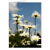 White Daisy Flowers Card (Front)