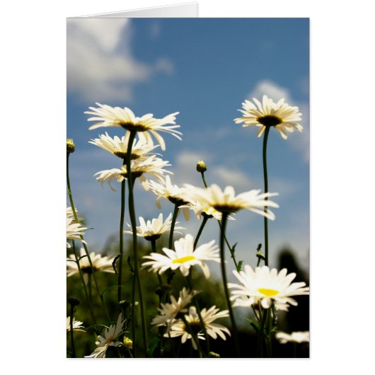 White Daisy Flowers Card (Front)
