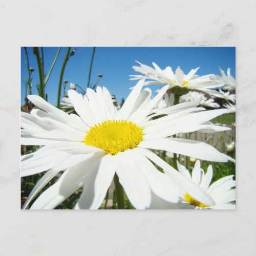 White Daisy Flowers Garden postcards Blue Sky