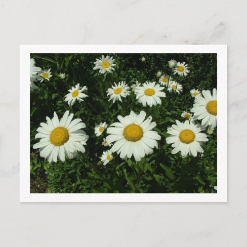 white daisy flowers happy birthday postcard