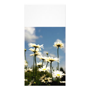 White Daisy Flowers Photo Card