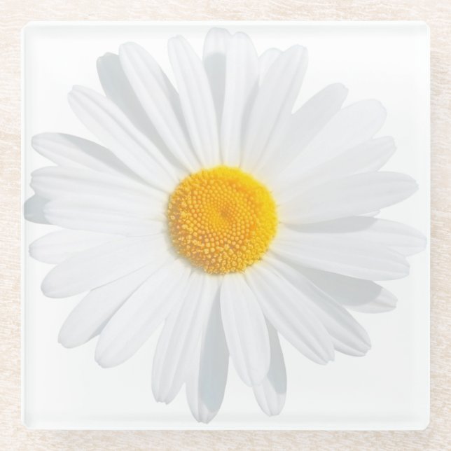 white daisy glass coaster (Front)