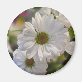 White Daisy Magnet