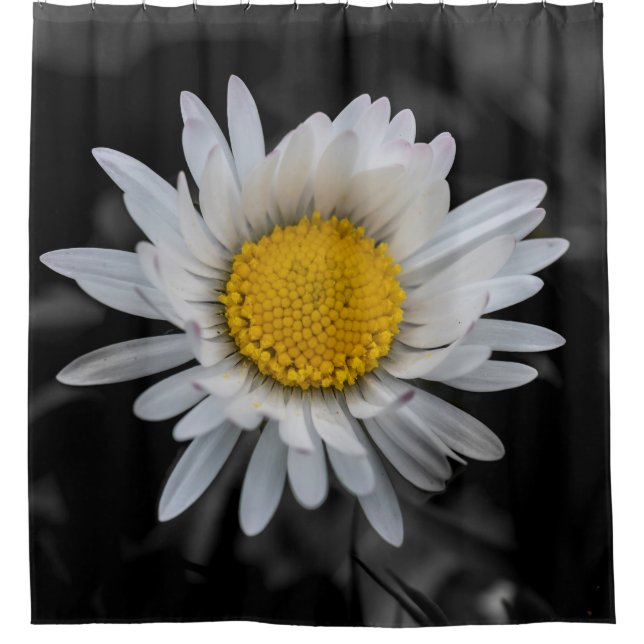 White daisy on black background shower curtain (Front)