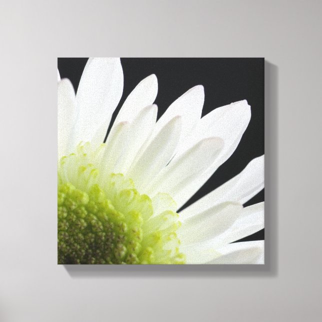 White Daisy on Black Canvas Print (Front)