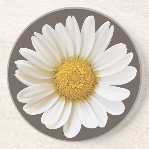 White Daisy on Dark Brown Background Floral Coaster