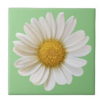 White Daisy on Sage Green Background Ceramic Tile<br><div class="desc">A close-up photo of a beautiful white daisy on sage green background.</div>