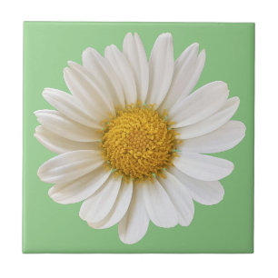 White Daisy on Sage Green Background Ceramic Tile
