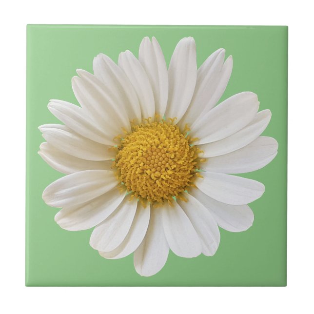 White Daisy on Sage Green Background Ceramic Tile (Front)