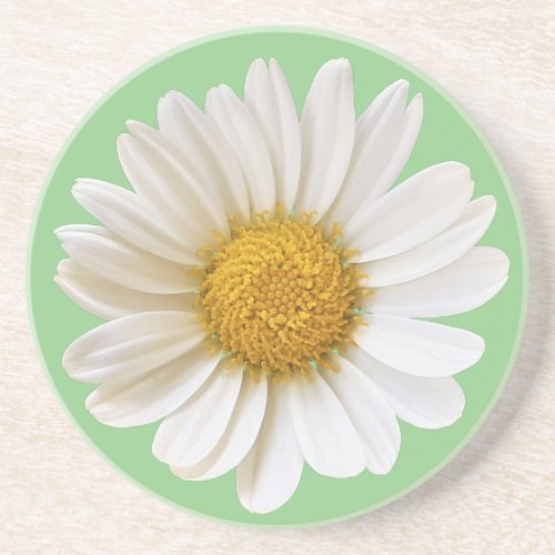 White Daisy on Sage Green Background Coaster