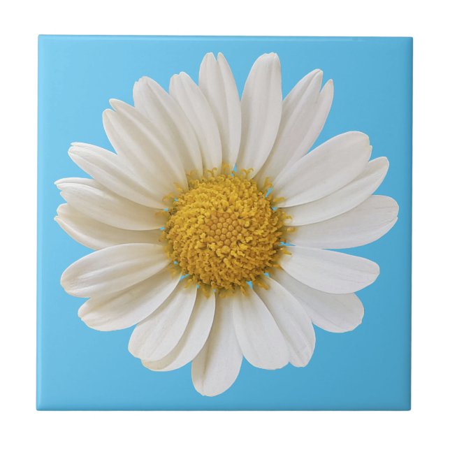 White Daisy on Sky Blue Background Ceramic Tile (Front)