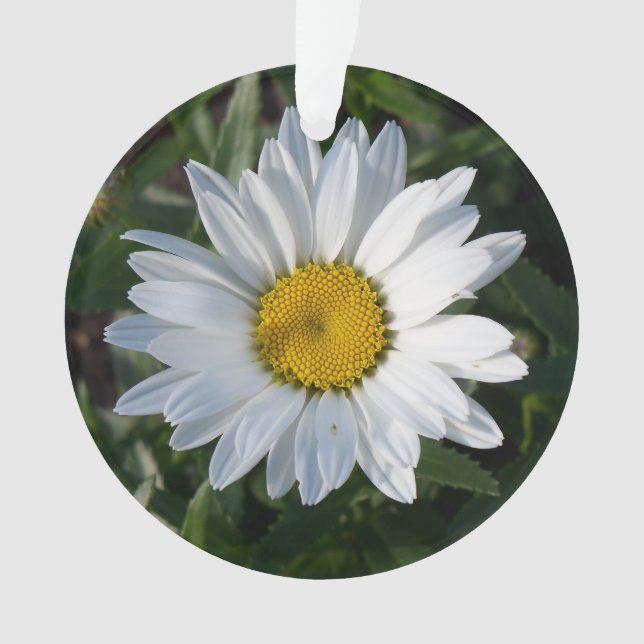 White Daisy Ornament (Front)