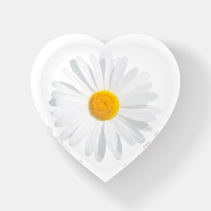white daisy paperweight