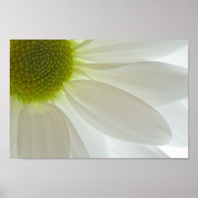 White Daisy Petals Poster (Front)