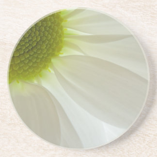 White Daisy Petals  Sandstone Coaster