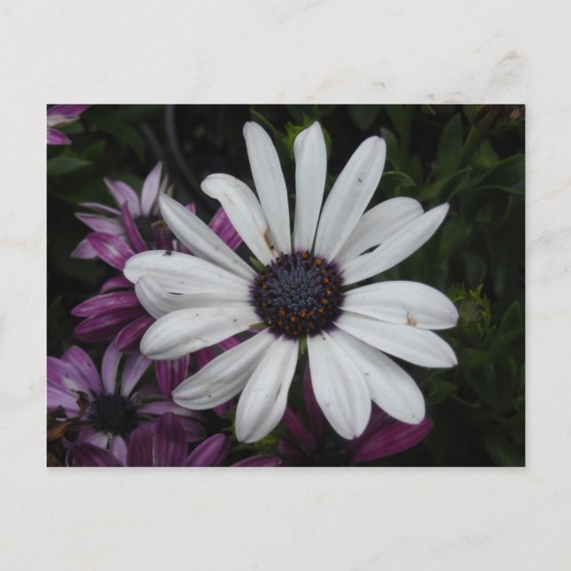 White Daisy Postcard (Front)