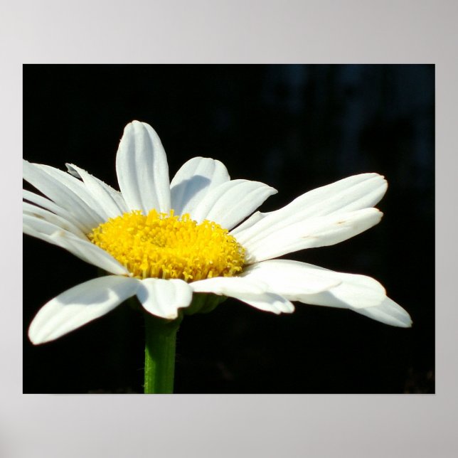 White Daisy Poster (Front)