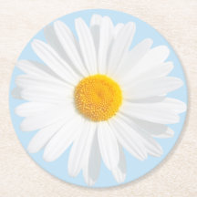 white daisy