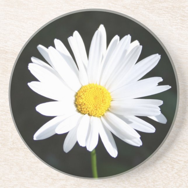 White Daisy Sandstone Coaster (Front)