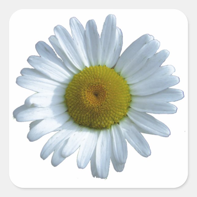 White Daisy Square Sticker (Front)