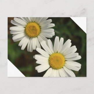 White daisy summer flowers postcard