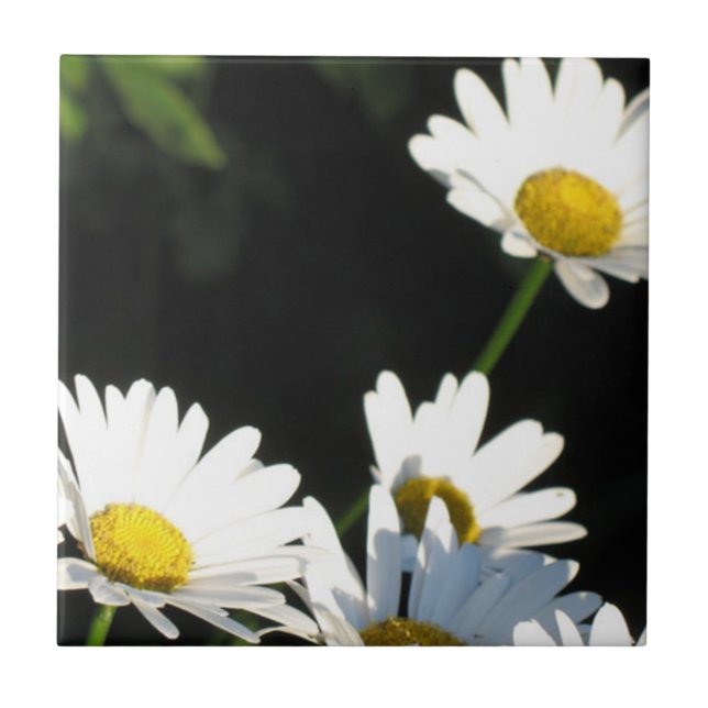 White Daisy Tile (Front)
