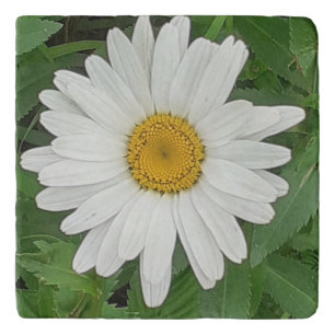 White Daisy Trivet