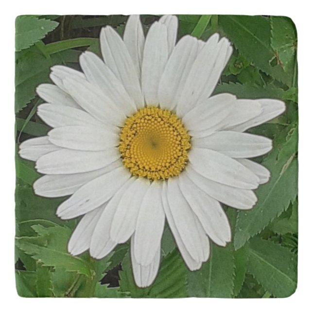 White Daisy Trivet (Front)