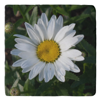 White Daisy Trivet