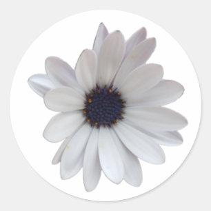 White Daisy with Purple Center Photo Cutout Classic Round Sticker